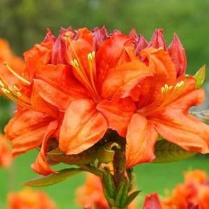 Meet your Posher, Marion